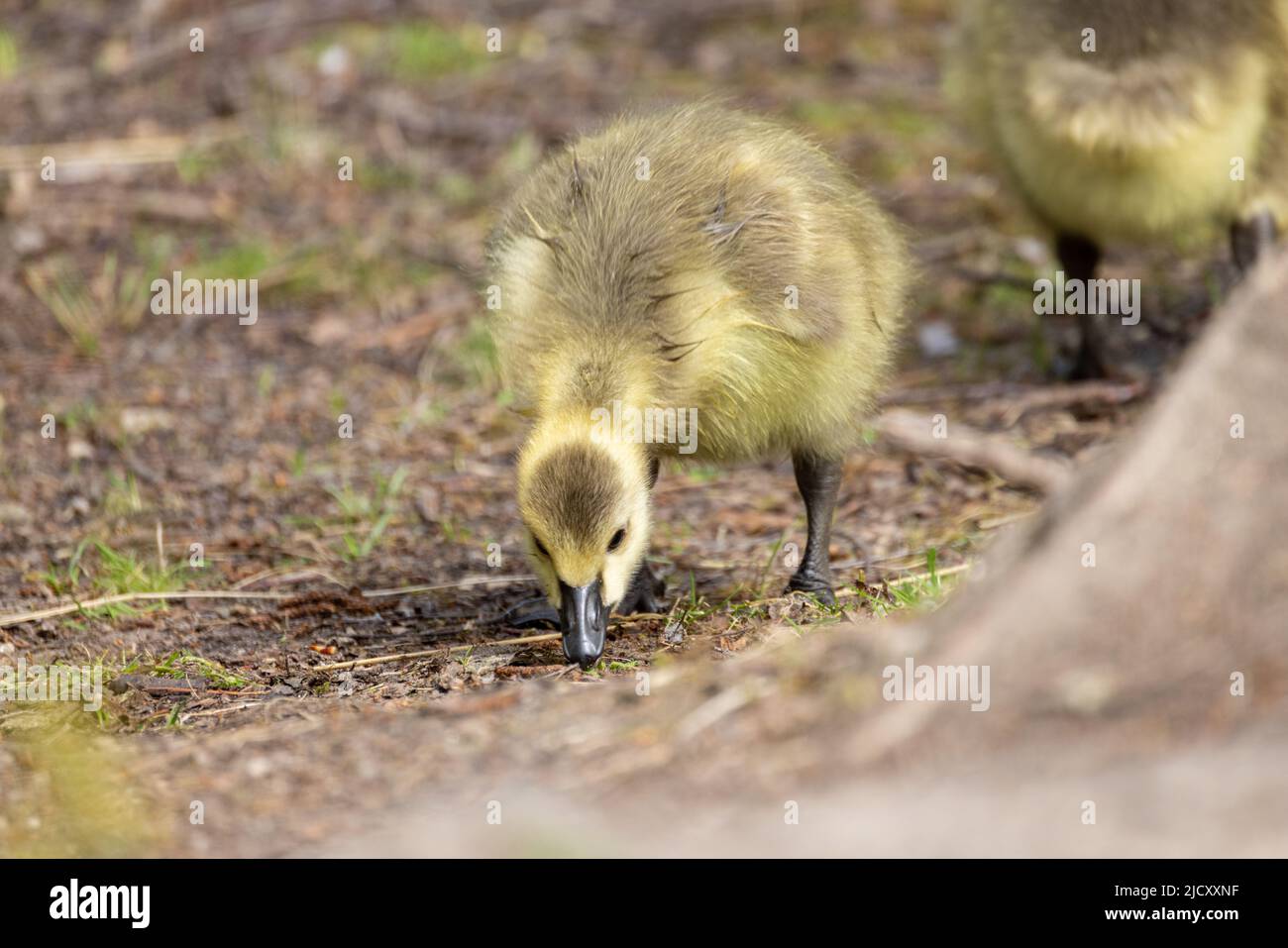 Baby Canada Goose, Branta canadensis oder Gänse, die auf der Suche nach Nahrung auf dem Boden sind. Hochwertige Fotos Stockfoto