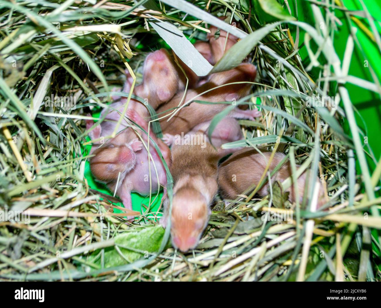 Nahaufnahme des Hamsternests. Viele kleine Hamster im Gras nisten. Neugeborene Hamster. Kleine Nagetiere. Haustiere. Syrische Hamster. Sehr kleine blinde Hamster. Fortpflanzung und Zucht von Haustieren. Nagetier-Jungen Stockfoto