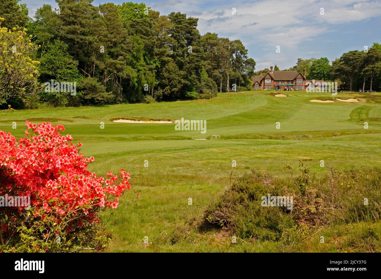 Blick mit rotem Busch auf 18. Fairway und Grün mit Clubhouse im Hintergrund, Swinley Forest Golf Club, Ascot, Bukshire, England Stockfoto