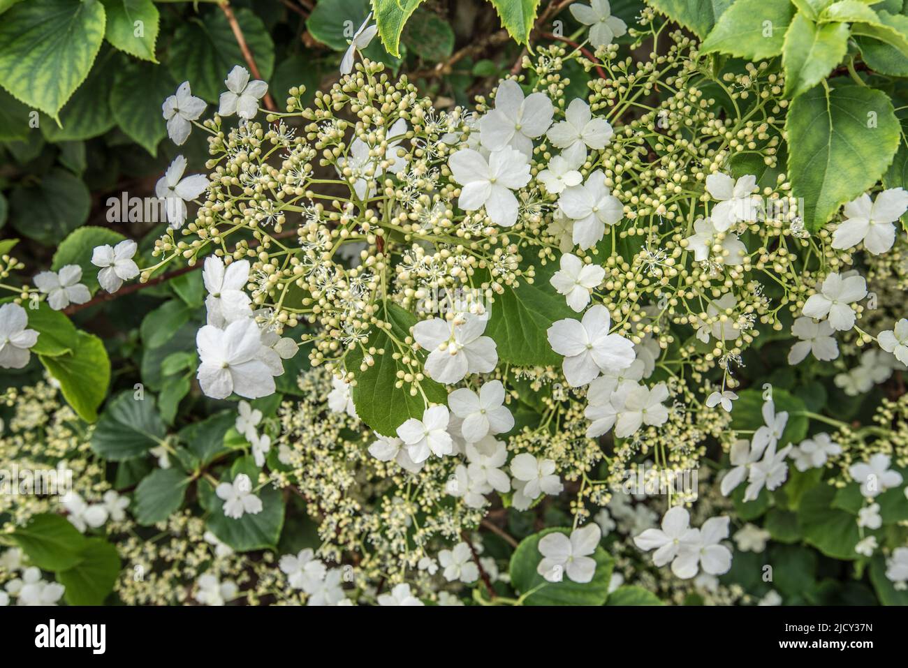 Hortensia petiolaris, eine Kletterhortensie (syn: Hortensia anomala subsp. Petiolaris), die ein Grundstück in Kirkby Malham, North Yorkshire, abdeckt Stockfoto