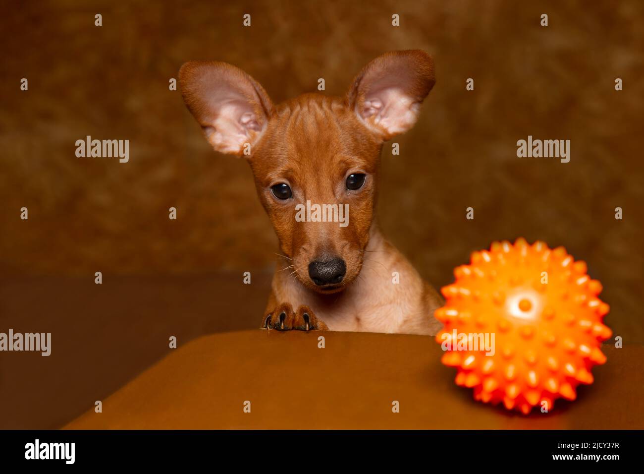 Ein verspielter Welpe mit einem Ball. Ein Miniatur-Pinscher-Welpe und ein Hundespielzeug. Stockfoto