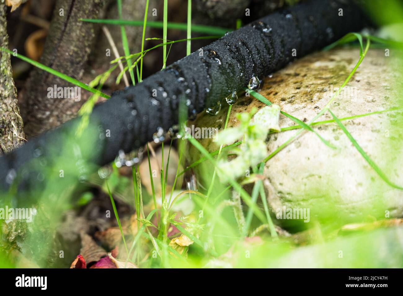 Automatische Gartenbewässerung - aus einem Sprühschlauch tauchen Wassertropfen auf und gießen die Gartenpflanzen Stockfoto