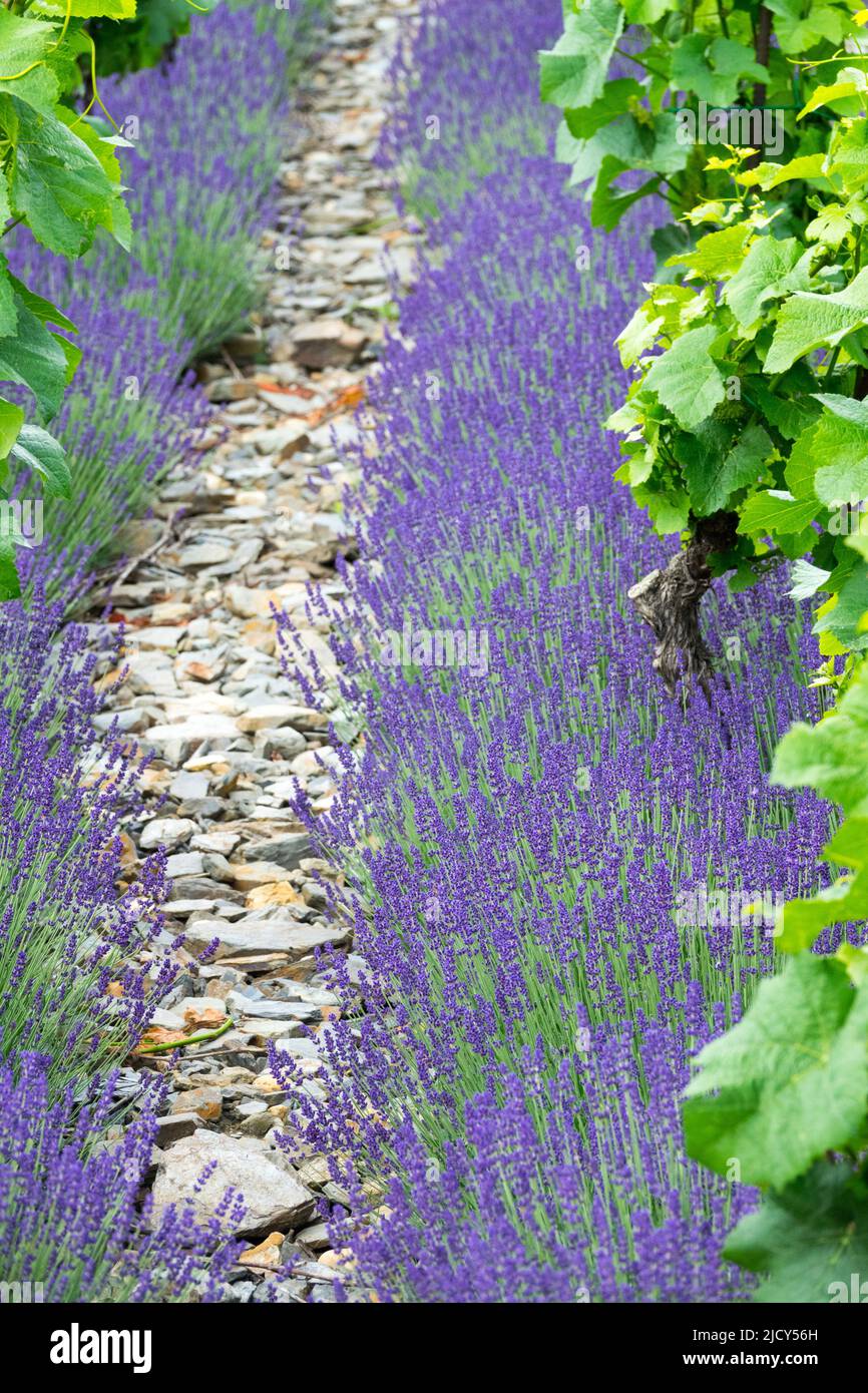 Lavendel-Weinrebe wächst auf steinigem Boden in Weinbergsreihe Stockfoto