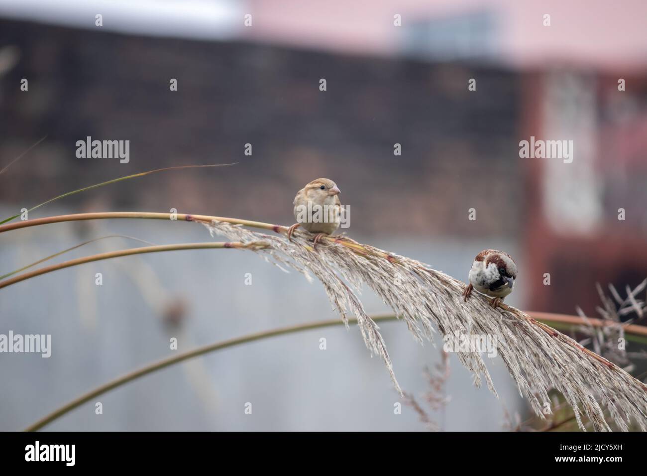 Zwei Sperling suchen in der Wintersaison nach Nahrung. Stockfoto