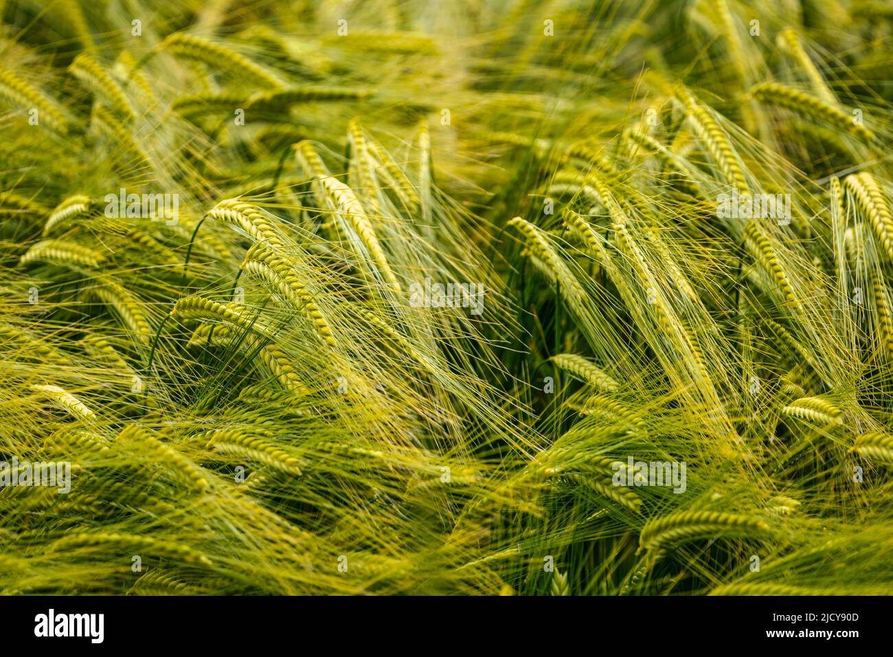 Nahaufnahme von reifender oder unreifer grüner Gerste, die im Wind weht, in Field, Schottland, Großbritannien Stockfoto