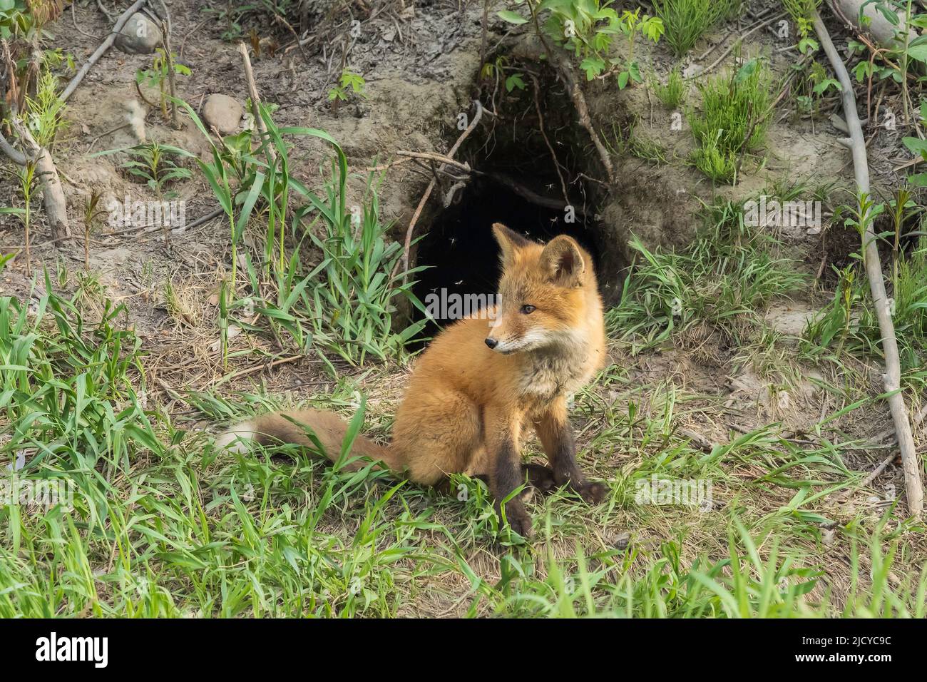 Red Fox Kit im Den in Alaska Stockfoto