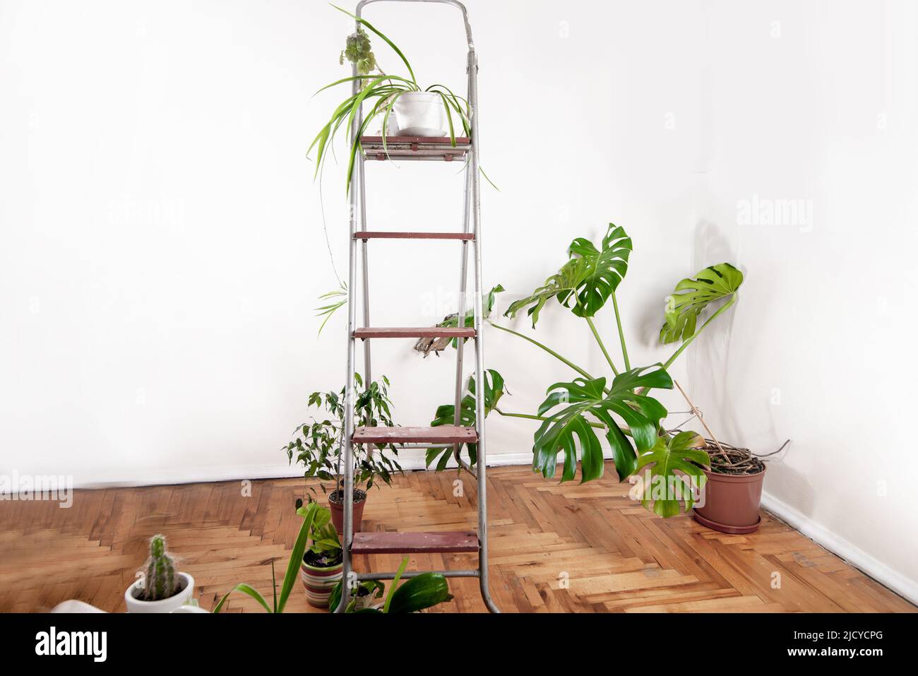 Zimmerpflanzen auf einer Steppe in einem Heimgewächshaus auf einem hellen Hintergrund. Leere Gestelle für Blumentöpfe im Hausgarten. Nachhaltiges Leben und langsames li Stockfoto