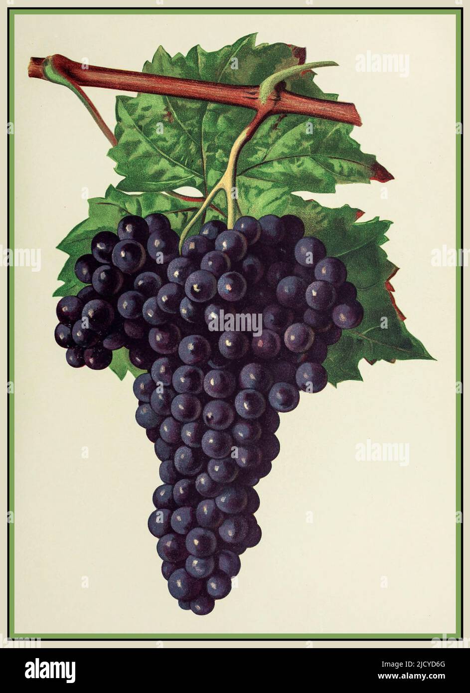 CHATUS Reife Traube Chatus Weintrauben Lithographie Illustration Chatus ist eine schwarze Traubenvariante, die ausschließlich für den Prozess der Rotweinherstellung verwendet wird. Chatus ist eine Rotweinrebe aus Ardèche. Diese Traube, die auch als Bournin (im piemontesischen Dialekt) oder Nebbiolo di dronero bekannt ist, ist je nach Anbauort mit verschiedenen Synonymen bekannt. Diese Traube trägt auch den Namen Brunetta oder Scarlattinin in der Region Val Di Susa oder Branchet in der Region Canavese. Italien Stockfoto