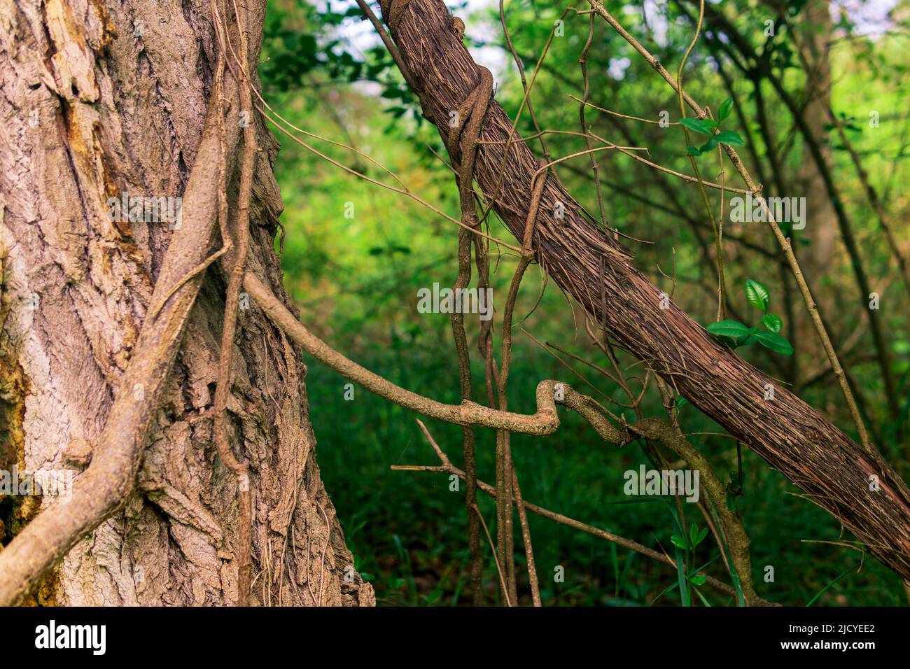 Stängel von Kletterpflanzen und schleichenden Pflanzen in einem subtropischen Wald aus nächster Nähe Stockfoto