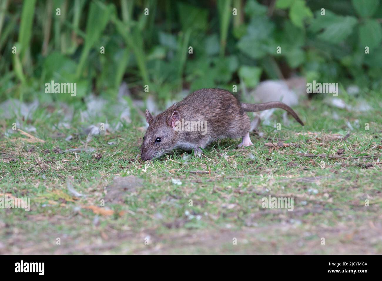 Brown Rat im Urban Park, der neben einem kleinen Bach verläuft Stockfoto