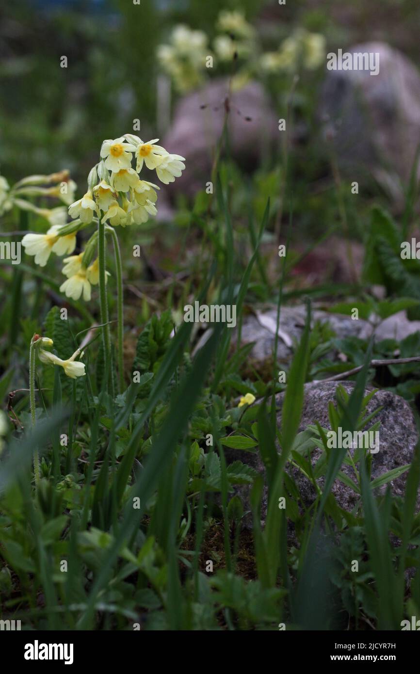 Nahaufnahme der hohen hellgelben Blume die echte Oxlippe-Primula elatior, im Garten, Litauen Stockfoto