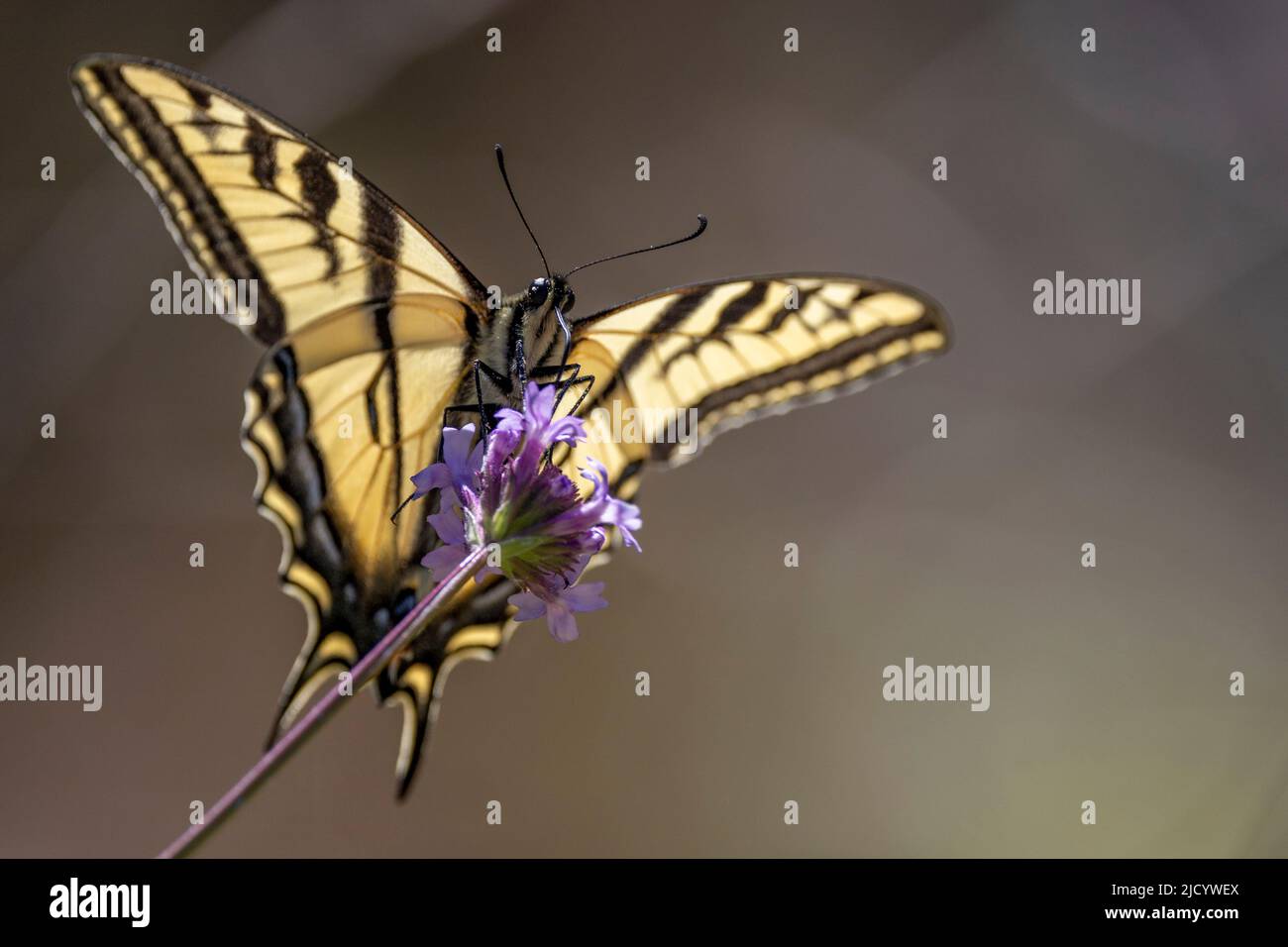 Rutulus Western tiger swallowtail -Fotos und -Bildmaterial in hoher Auflösung ...