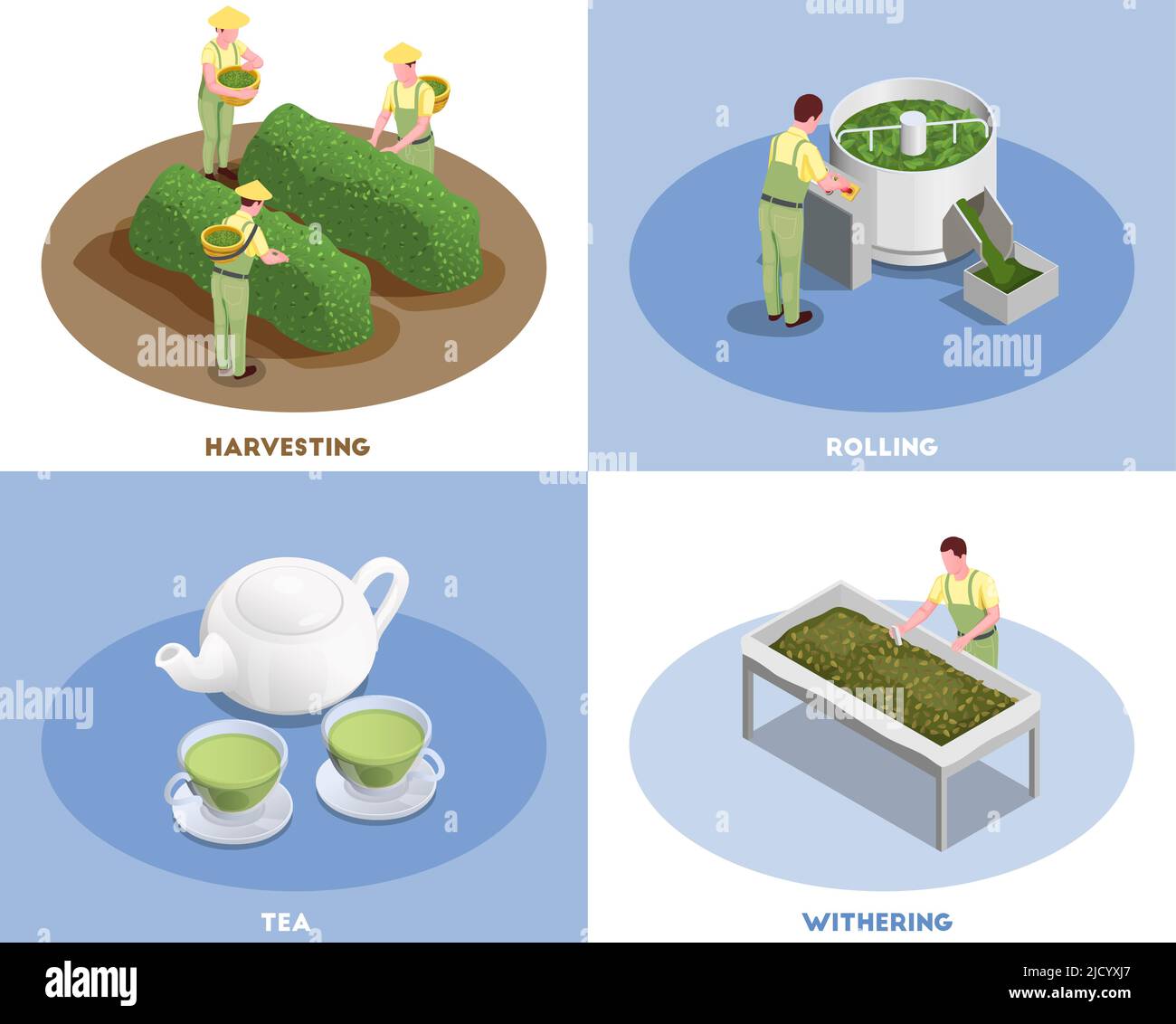 Tee-Produktionskonzept 4 isometrische Kompositionen mit Ernte Walz Welken und frisch gebrühten grünen Getränke Vektor-Illustration Stock Vektor