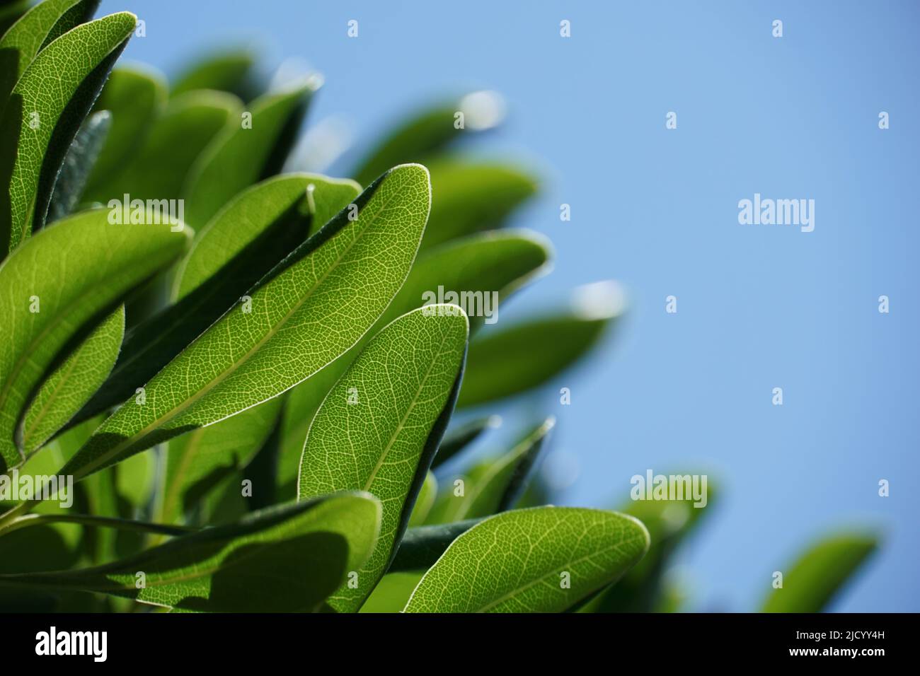 Transparente grüne Blätter mit winzigen Adern Netz auf dem blauen Hintergrund mit freiem Kopieplatz und Hintergrundlicht Stockfoto