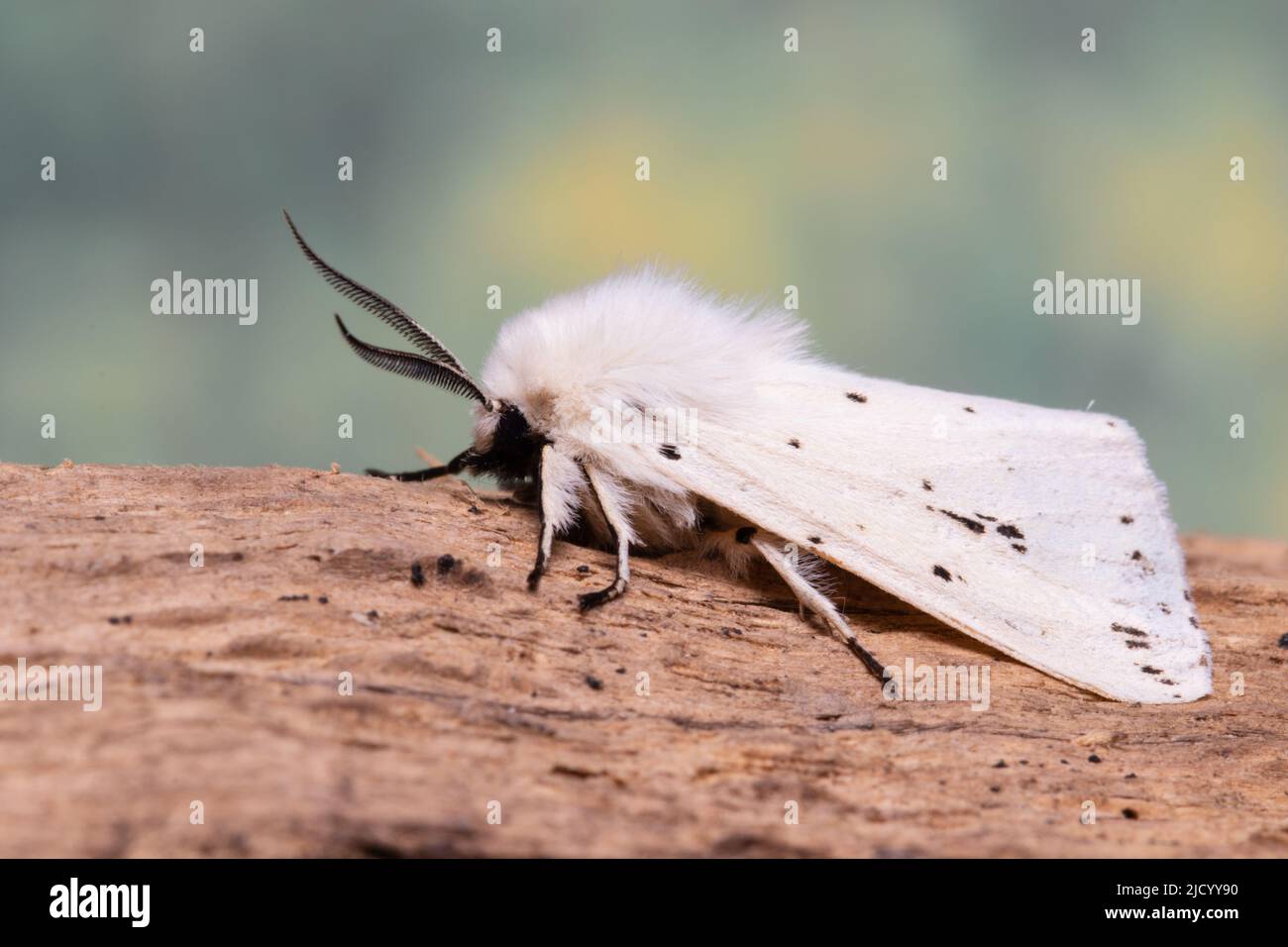 Eine weiße Erminmotte, Spilosoma lumicipeda, ruht auf einem faulen Baumstamm. Stockfoto