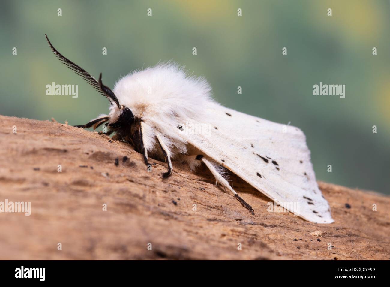 Eine weiße Erminmotte, Spilosoma lumicipeda, ruht auf einem faulen Baumstamm. Stockfoto