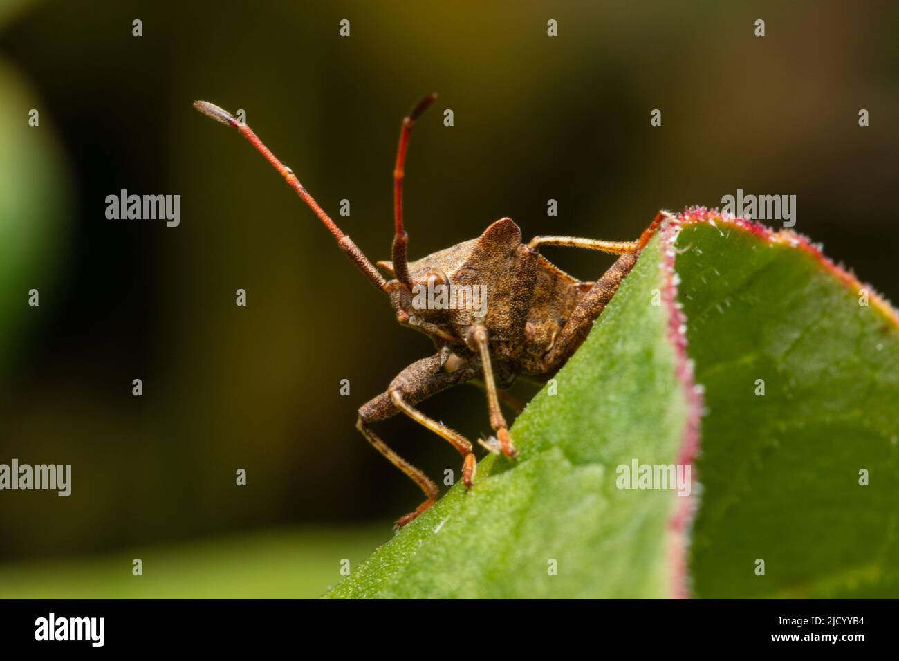 Coreus marginatus, allgemein bekannt als Dock-Bug. Stockfoto