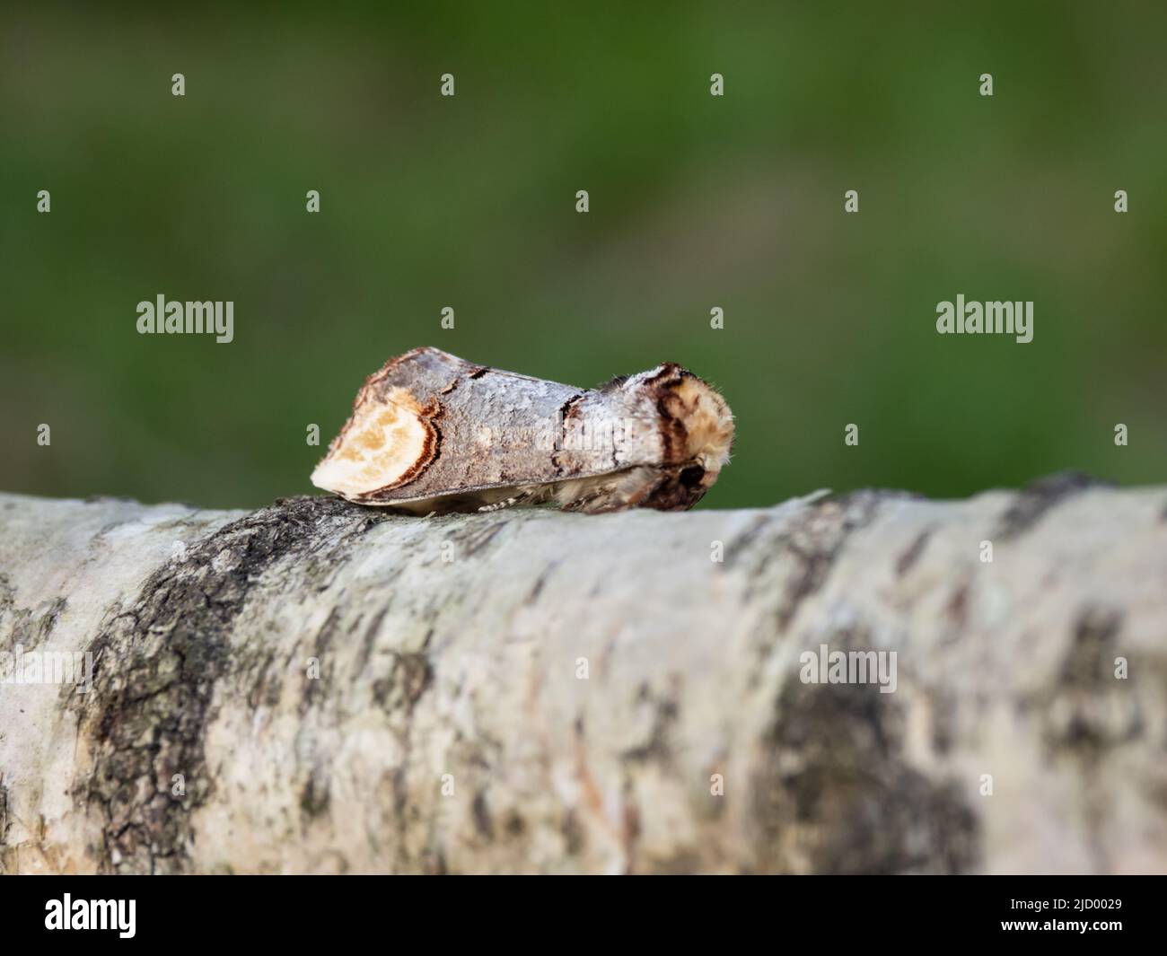 Eine Buff-Tip Motte, Phalera bucephala, ruht auf einem silbernen Birkenzweig. Stockfoto