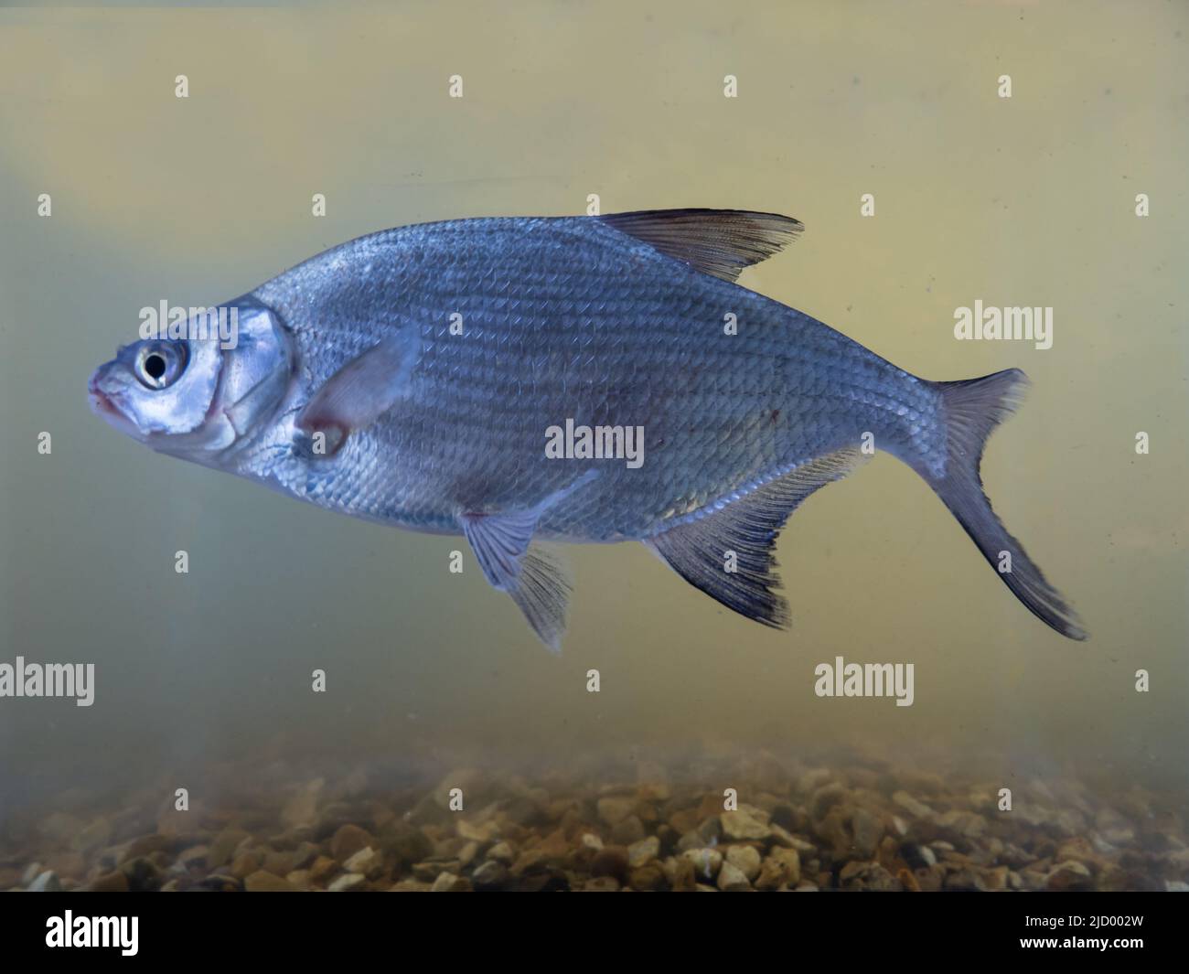 Eine gewöhnliche Brasse, Abramis brama, auch bekannt als Süßwasserbrasse, Brasse, Bronzebressen oder Karpfenbrasse. Stockfoto