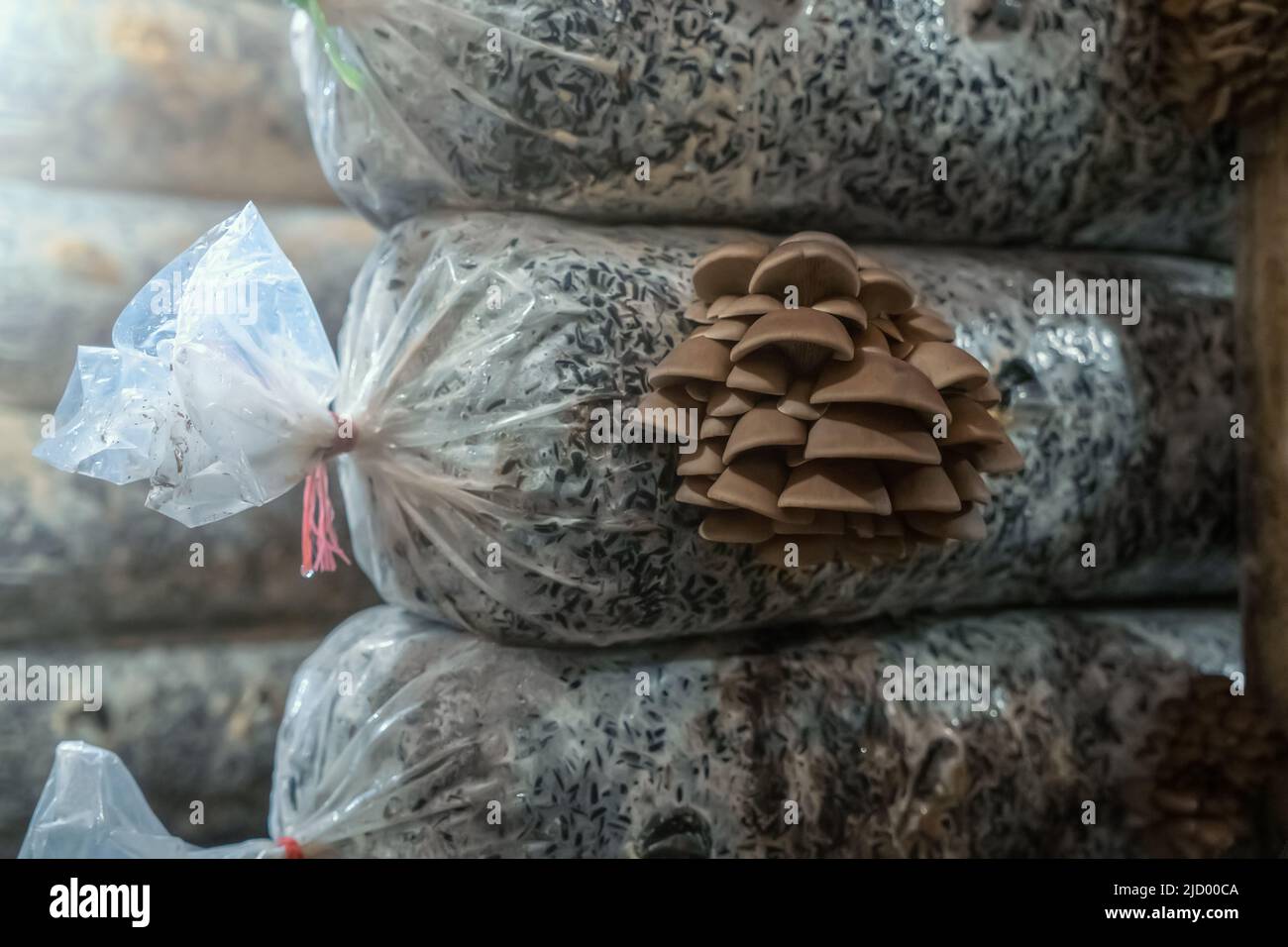 Pilzfarm, Anbau und Anbau von Pilzen in Bio-Bodenmaterial. Stockfoto