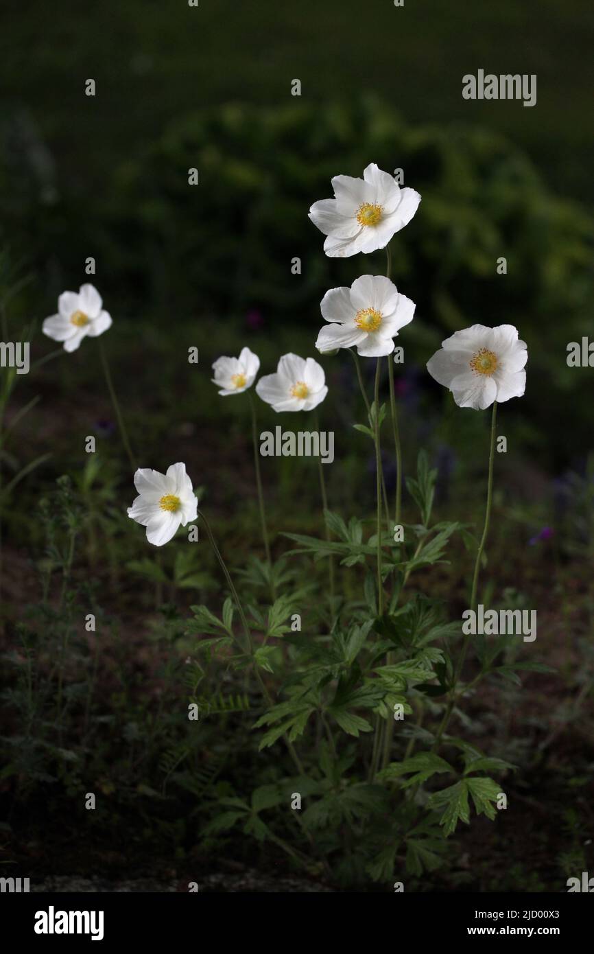 Hohe weiße blühende Frühlingsblumen Schneeglöt Anemone - Anemone sylvestris im botanischen Garten, Litauen Natur Stockfoto