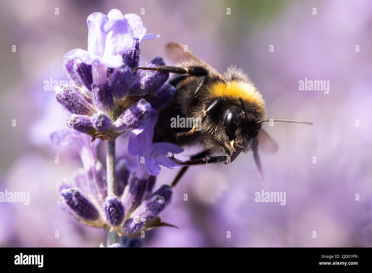 Vogtsburg Im Kaiserstuhl, Deutschland. 16.. Juni 2022. Eine Hummel auf einer Lavendelblüte in einem Lavendelfeld. Kredit: Silas Stein/dpa/Alamy Live Nachrichten Stockfoto