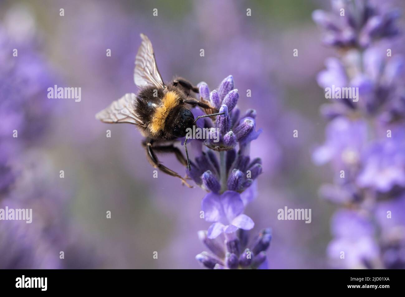 Vogtsburg Im Kaiserstuhl, Deutschland. 16.. Juni 2022. Eine Hummel auf einer Lavendelblüte in einem Lavendelfeld. Kredit: Silas Stein/dpa/Alamy Live Nachrichten Stockfoto