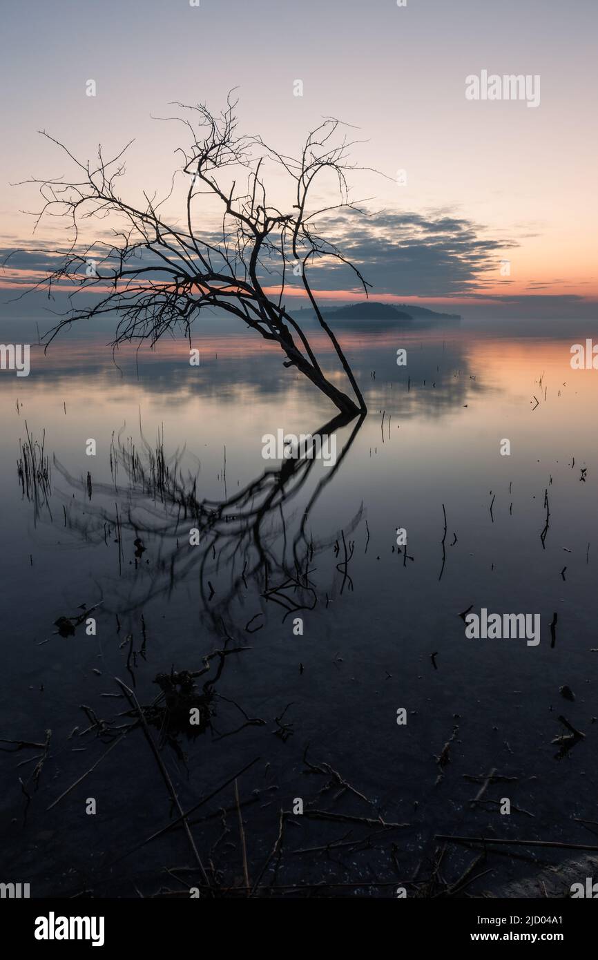Perfekt symmetrische Baumreflexe auf einem See in der Dämmerung Stockfoto