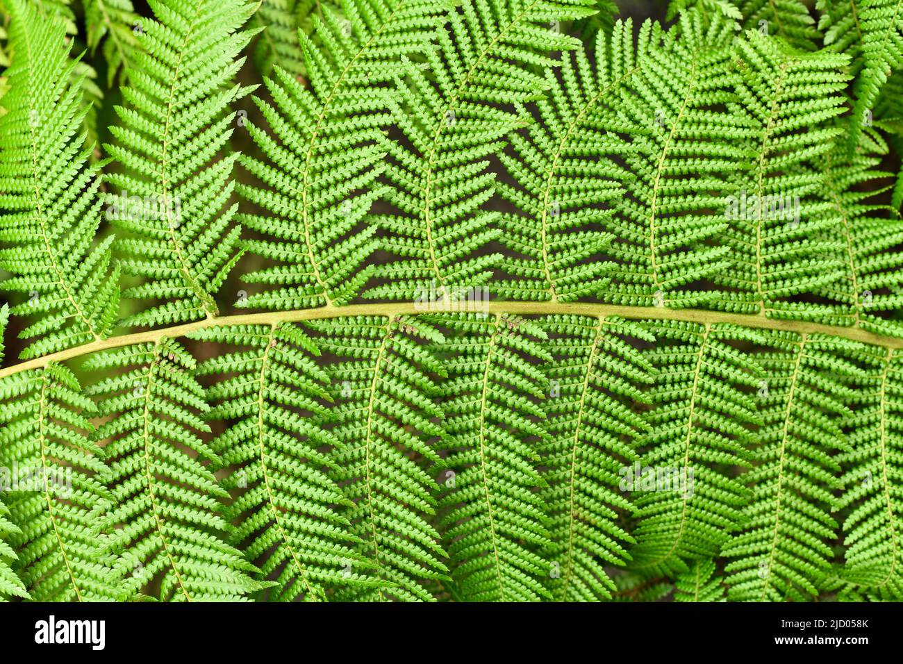 Nahaufnahme des Blattes des weichen Baumfarns. Botanischer Name 'Dicksonia Antarctica' Stockfoto
