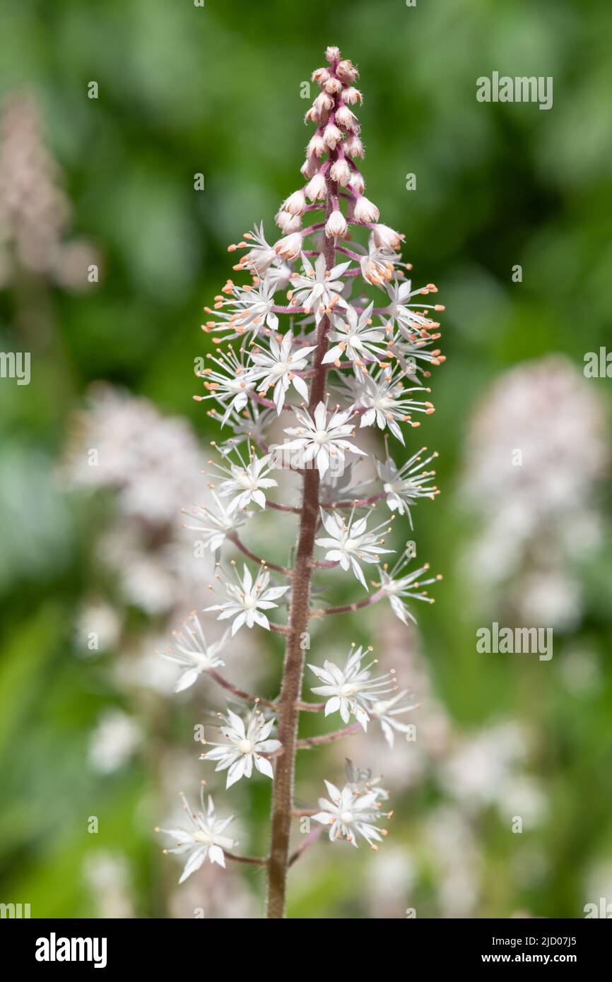 Nahaufnahme von blühenden Blattschäumen (Tiarella cordifolia) Stockfoto