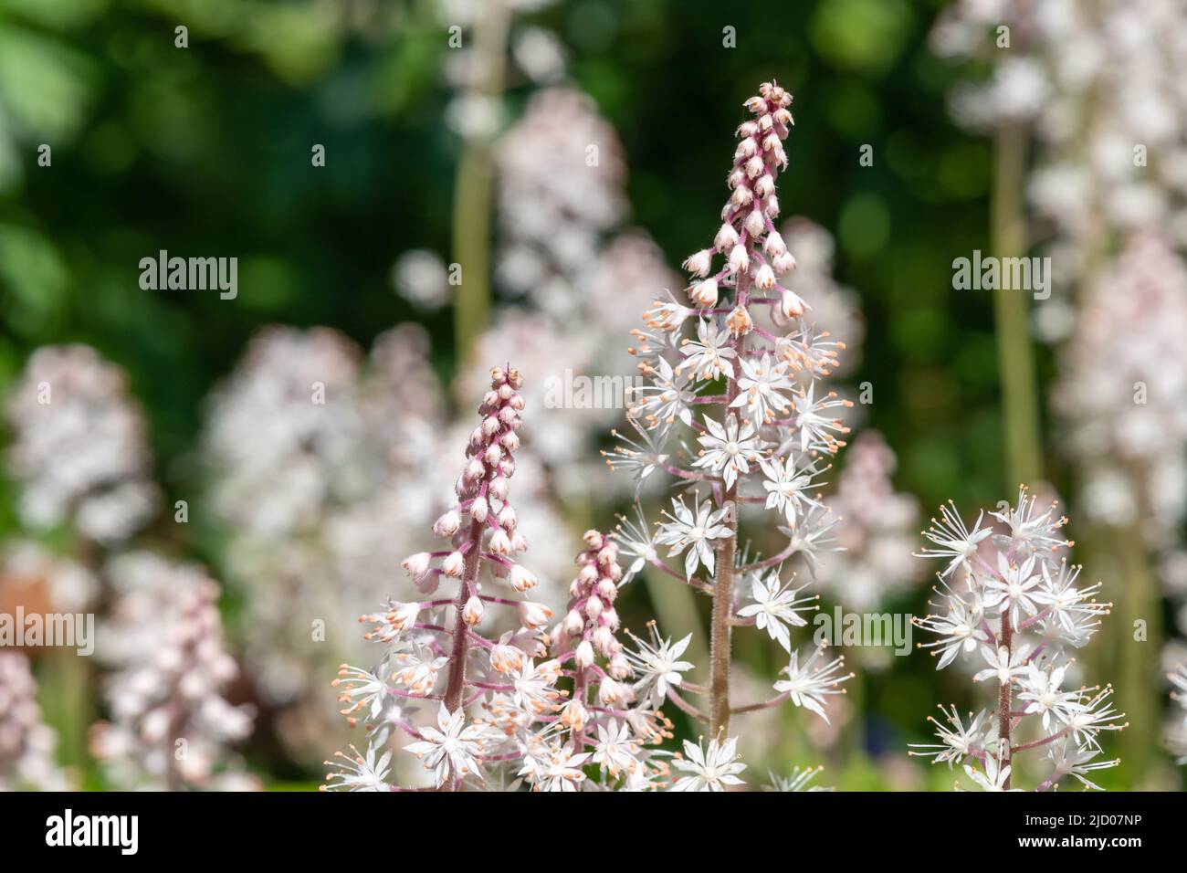 Nahaufnahme von blühenden Blattschäumen (Tiarella cordifolia) Stockfoto