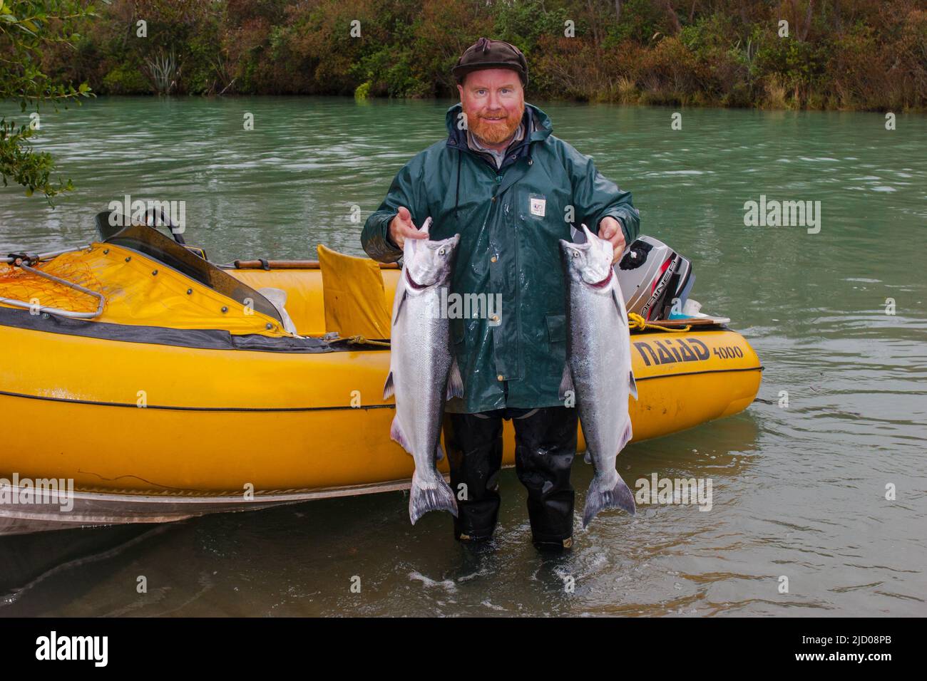 Ein Blick auf das Leben in Neuseeland. Frisch gefangener Wildlachs: Chinook: Königslachs. Gefangen auf einem Spinner, Freizeitfischen. Stockfoto