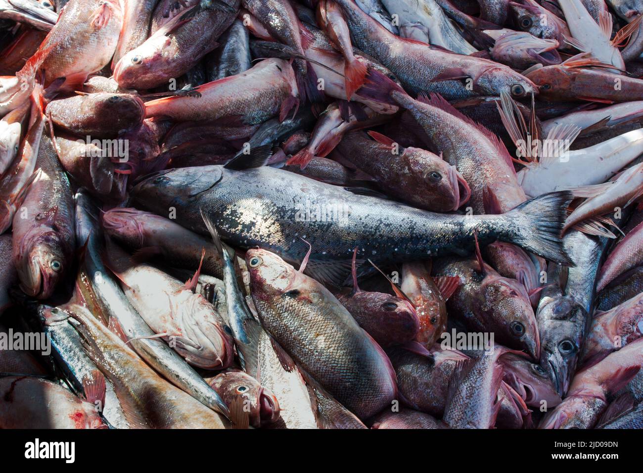 Ein Blick auf das Leben in Neuseeland. Mit einem kommerziellen Fischtrawler aus dem Schleppnetz ziehen. Chinook Lachs Beifang. Stockfoto