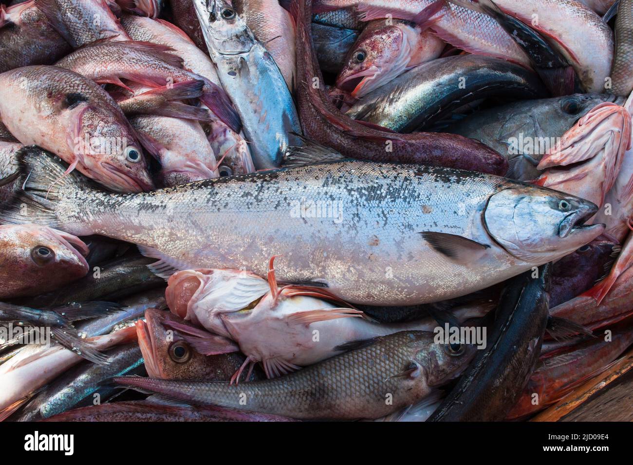 Ein Blick auf das Leben in Neuseeland. Mit einem kommerziellen Fischtrawler aus dem Schleppnetz ziehen. Chinook Lachs Beifang. Stockfoto