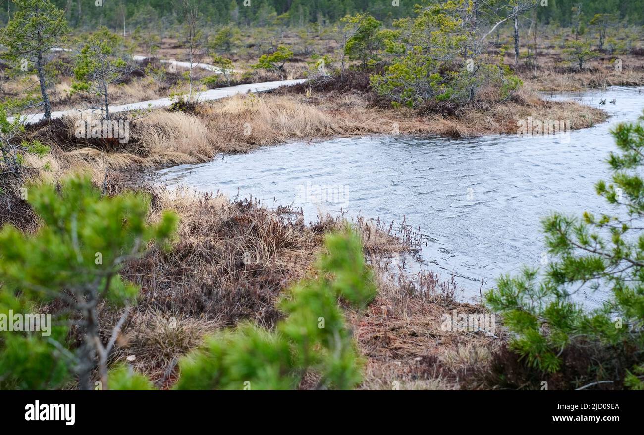 Ein Holzweg im Soomaa Nationalpark in Estland zwischen Wald und Sumpfland an einem klaren Tag Stockfoto