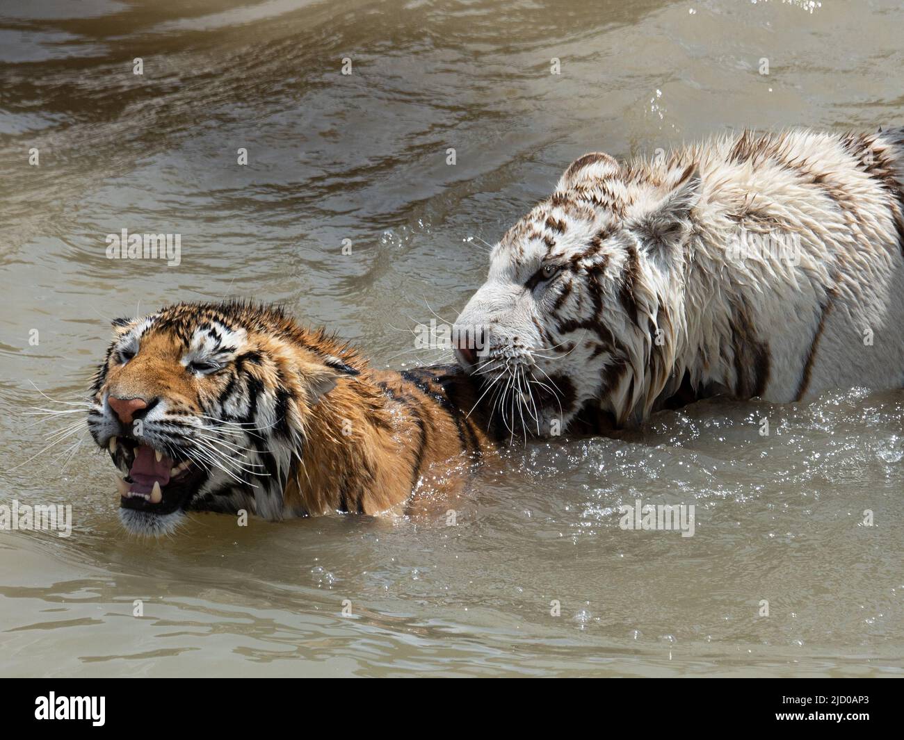 Eine wunderschöne weiße Variante eines bengalischen Tigers und ein traditionell farbiger bengalischer Tiger spielen nach der Rettung im erstaunlichen Wildtierschutzgebiet Stockfoto
