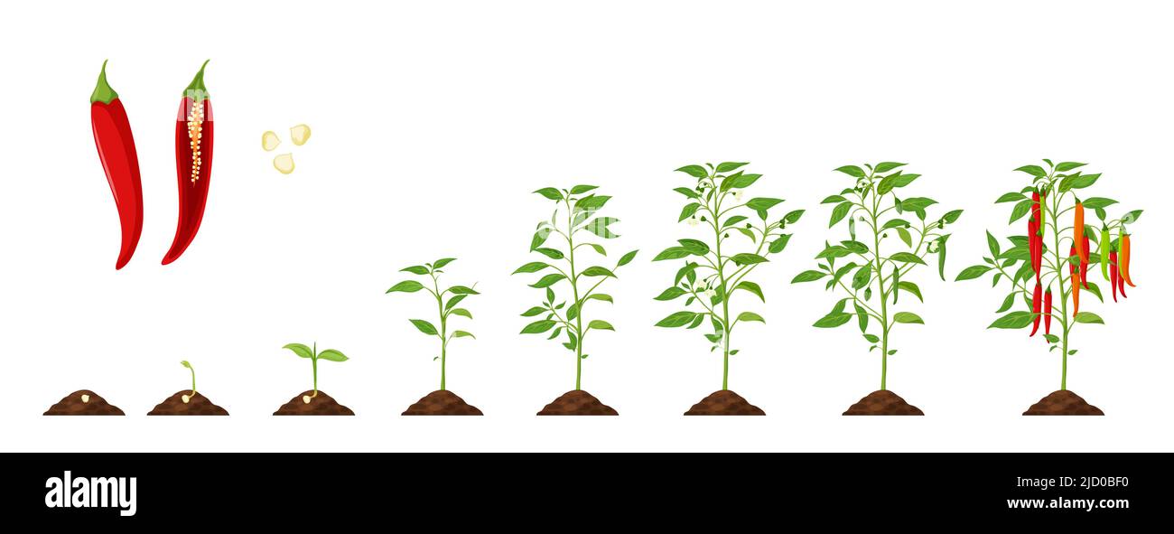 Wachstumsphase des Chilischepfepfepfepfepfeffer, Wachstumszyklus der Gemüsepflanzen und Sämlingphasen der Landwirtschaft Der Anbau von rotem Pfeffer wird vom Samen im Boden bis zum Sprossen, der Gartengemüse und der Ernte auf dem Bauernhof verarbeitet Stock Vektor