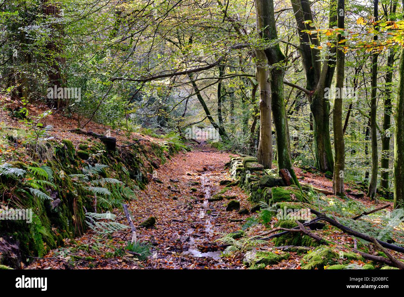 Stillgelegte Straße durch eine herbstliche Waldlandschaft Stockfoto