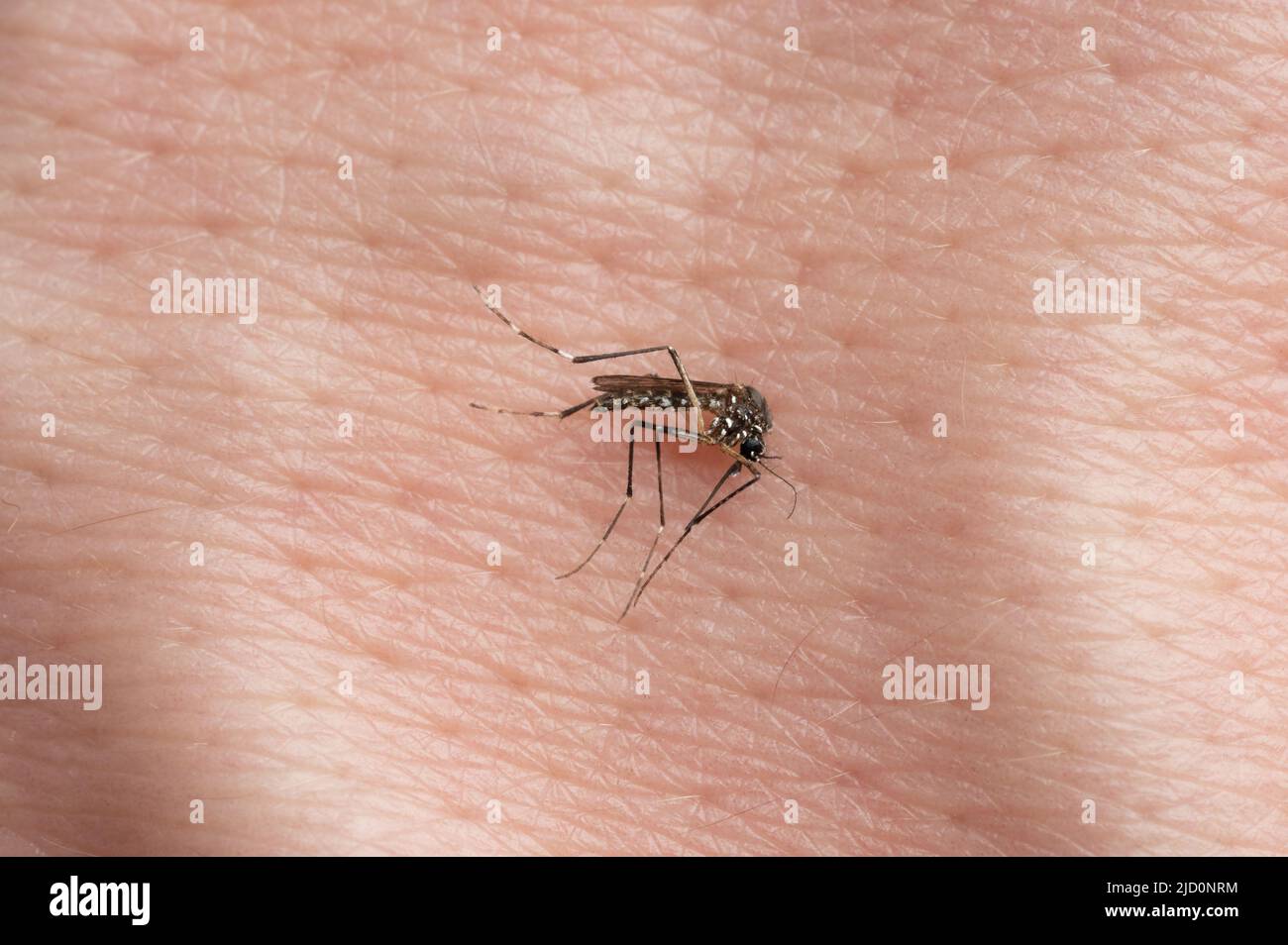 Eine tote Mücke auf der menschlichen Haut Hintergrund Nahaufnahme Stockfoto