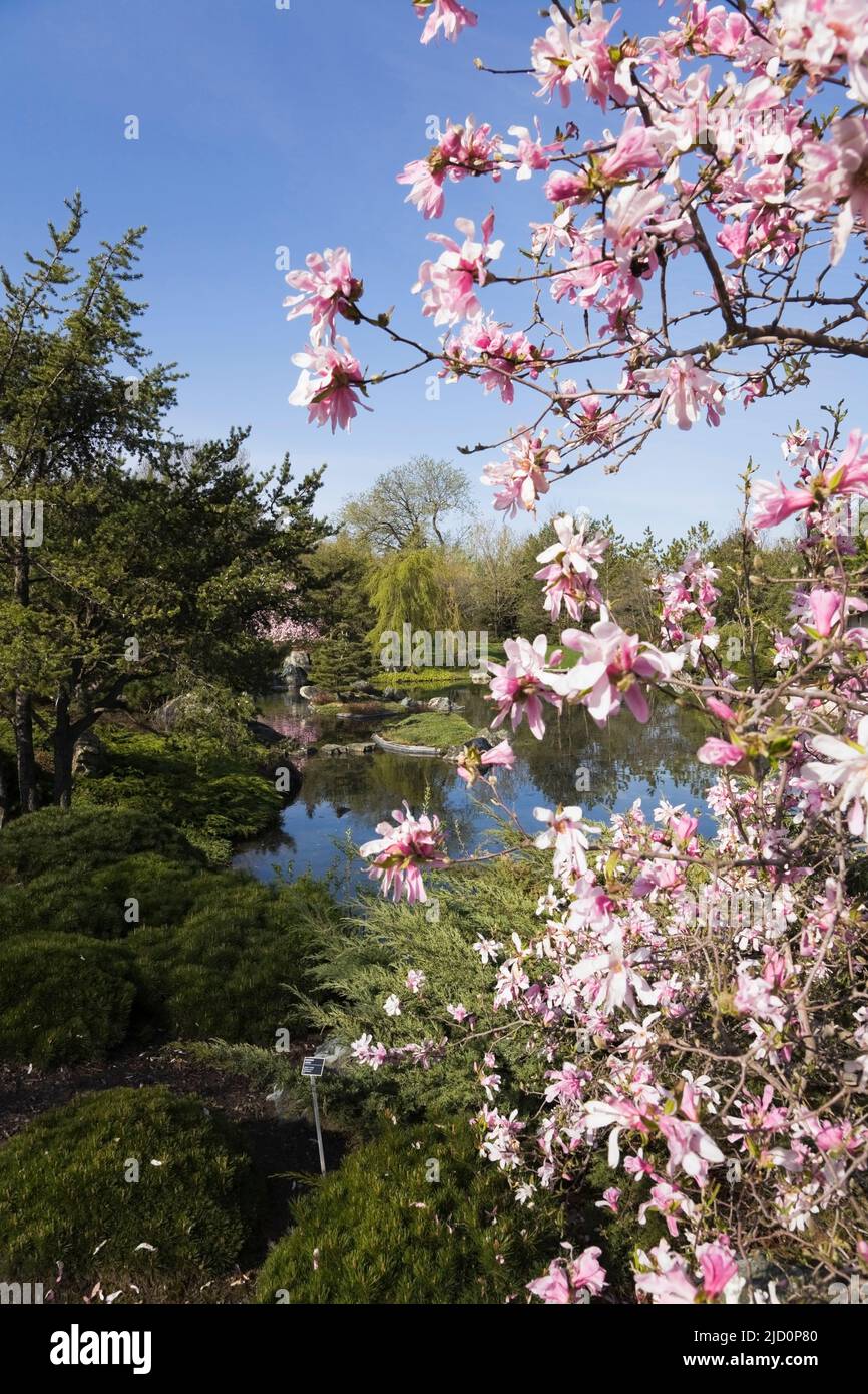 Rosafarbene und weiße Magnolienblüten und Teich im Japanischen Garten im Frühjahr, Montreal Botanical Garden, Quebec, Kanada. Stockfoto