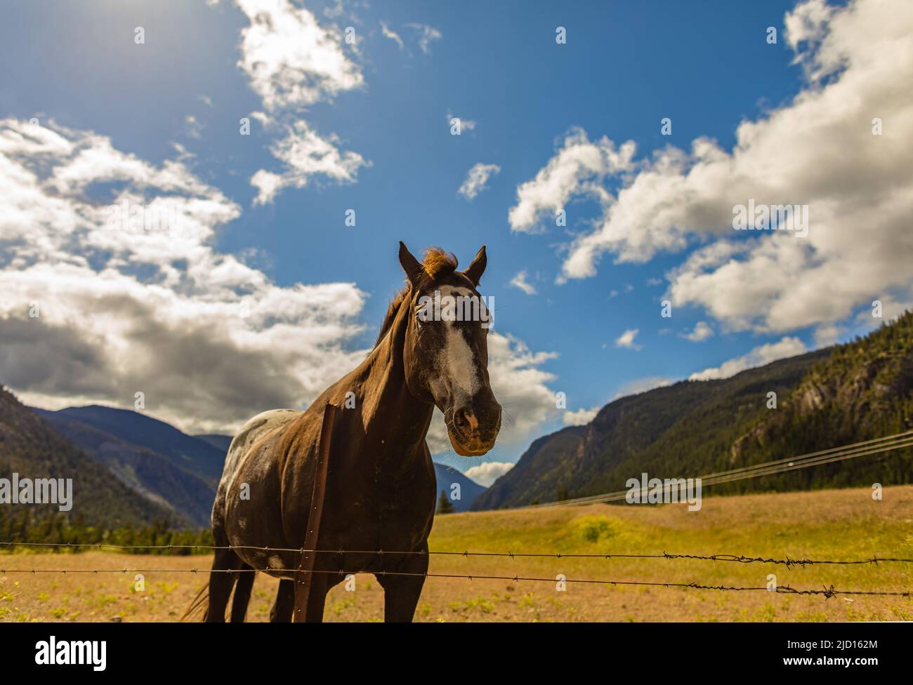 Wildpferd auf dem Bergfeld gegen blauen Himmel. Wildes Pferd in Ruhe. Selektiver Fokus, niemand, Platz für Text kopieren Stockfoto