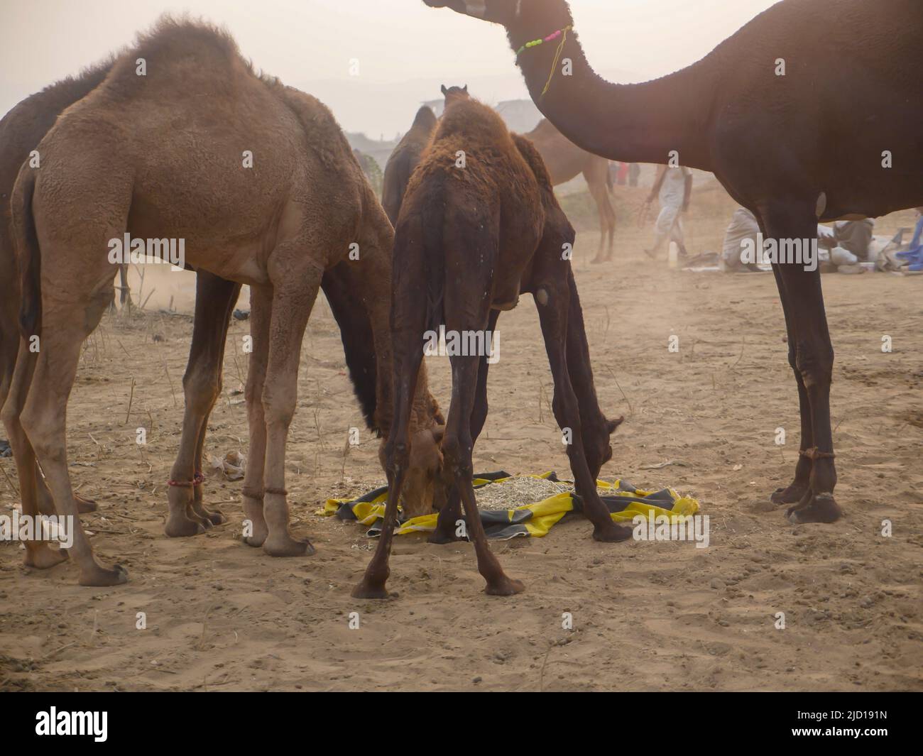 Pushkar, Rajasthan Indien - 14. November 2021 : Kamele versammelten sich für den Handel auf Indiens Top-Kamel-Festival auf der Pushkar Camel Fair Stockfoto