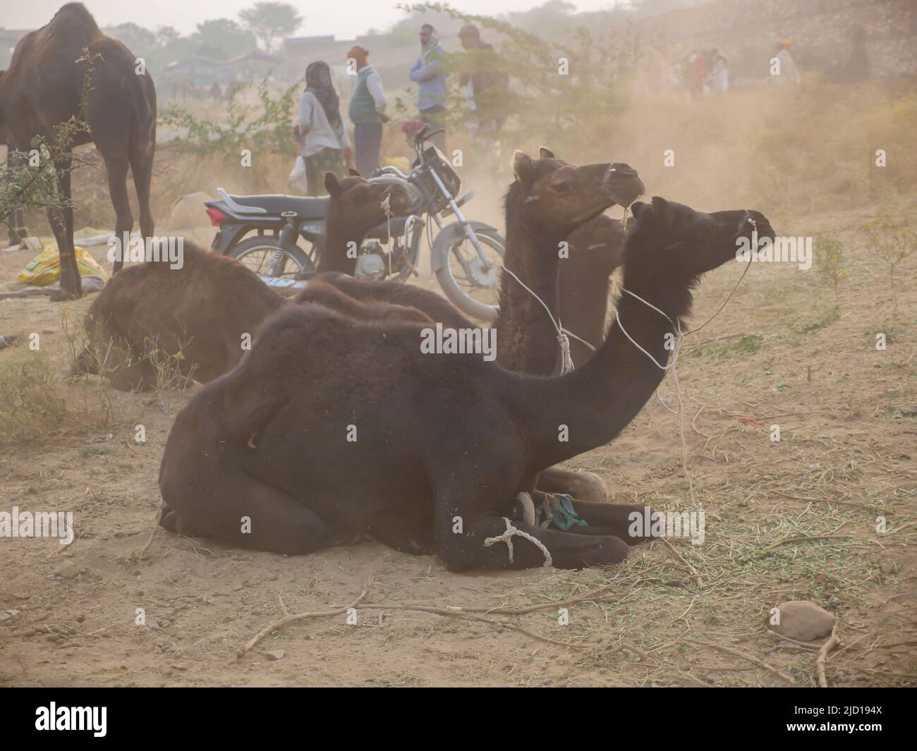 Pushkar, Rajasthan Indien - 14. November 2021 : Kamele versammelten sich für den Handel auf Indiens Top-Kamel-Festival auf der Pushkar Camel Fair Stockfoto