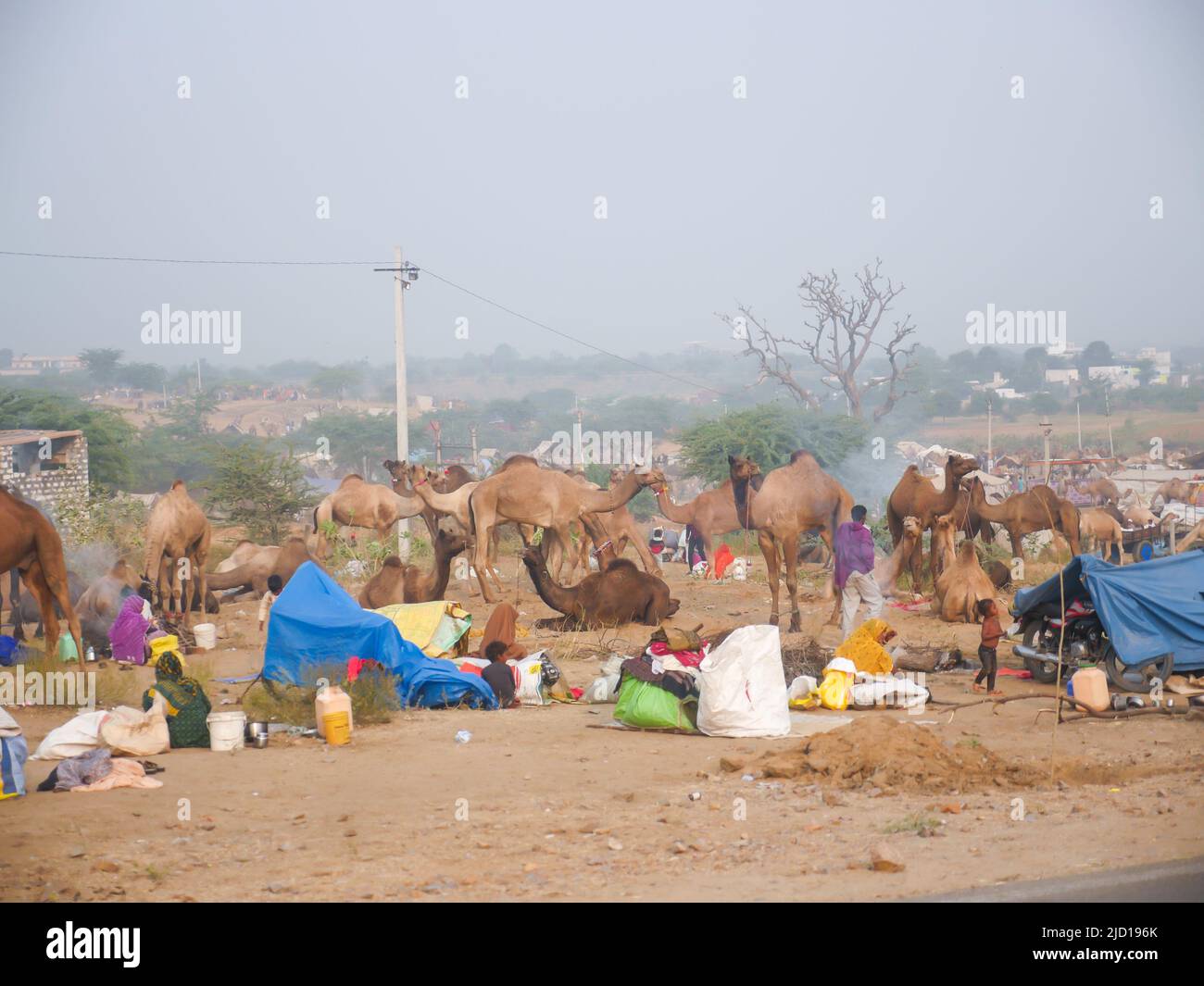 Pushkar, Rajasthan Indien - 14. November 2021 : Kamele versammelten sich für den Handel auf Indiens Top-Kamel-Festival auf der Pushkar Camel Fair Stockfoto