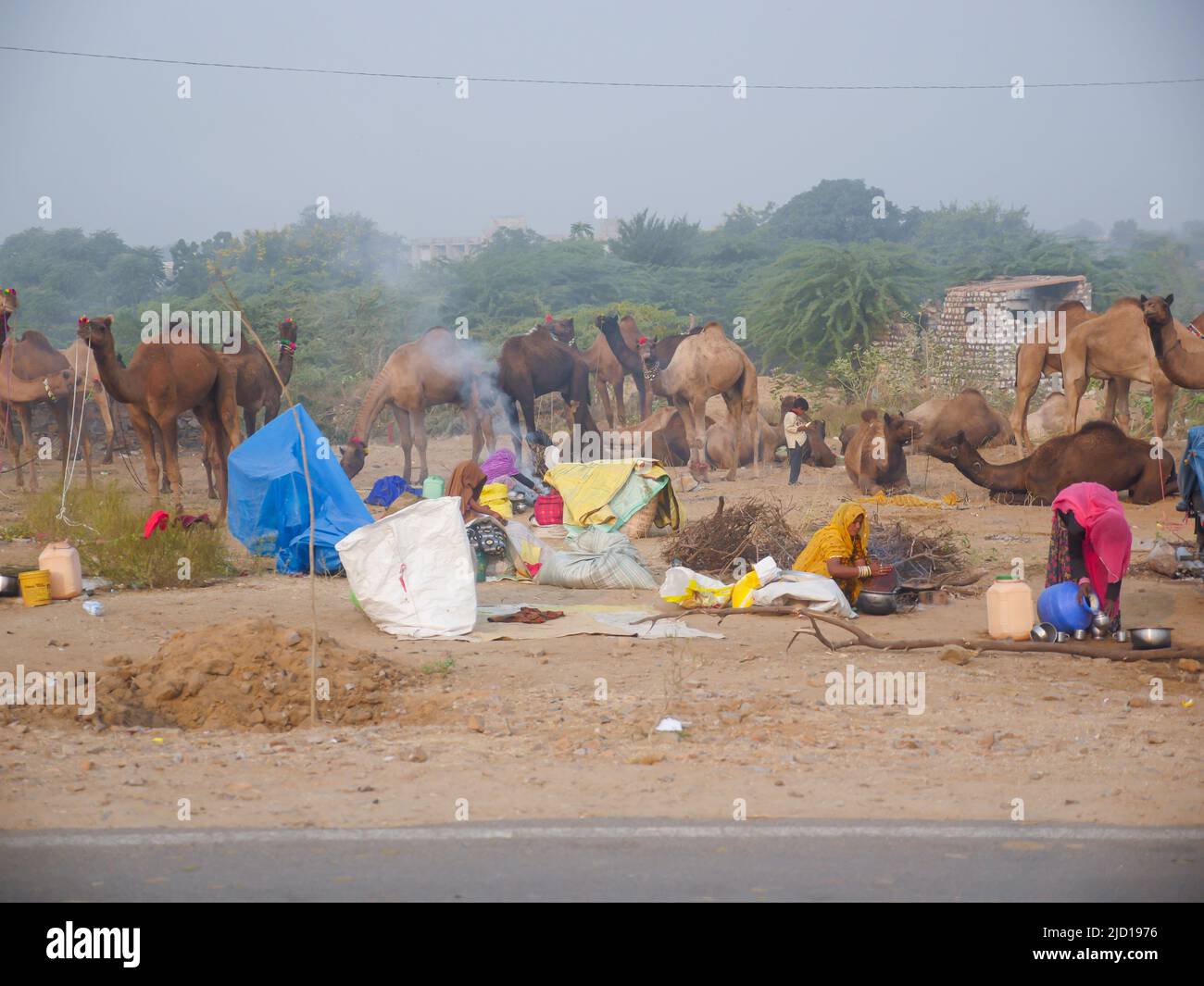 Pushkar, Rajasthan Indien - 14. November 2021 : Kamele versammelten sich für den Handel auf Indiens Top-Kamel-Festival auf der Pushkar Camel Fair Stockfoto