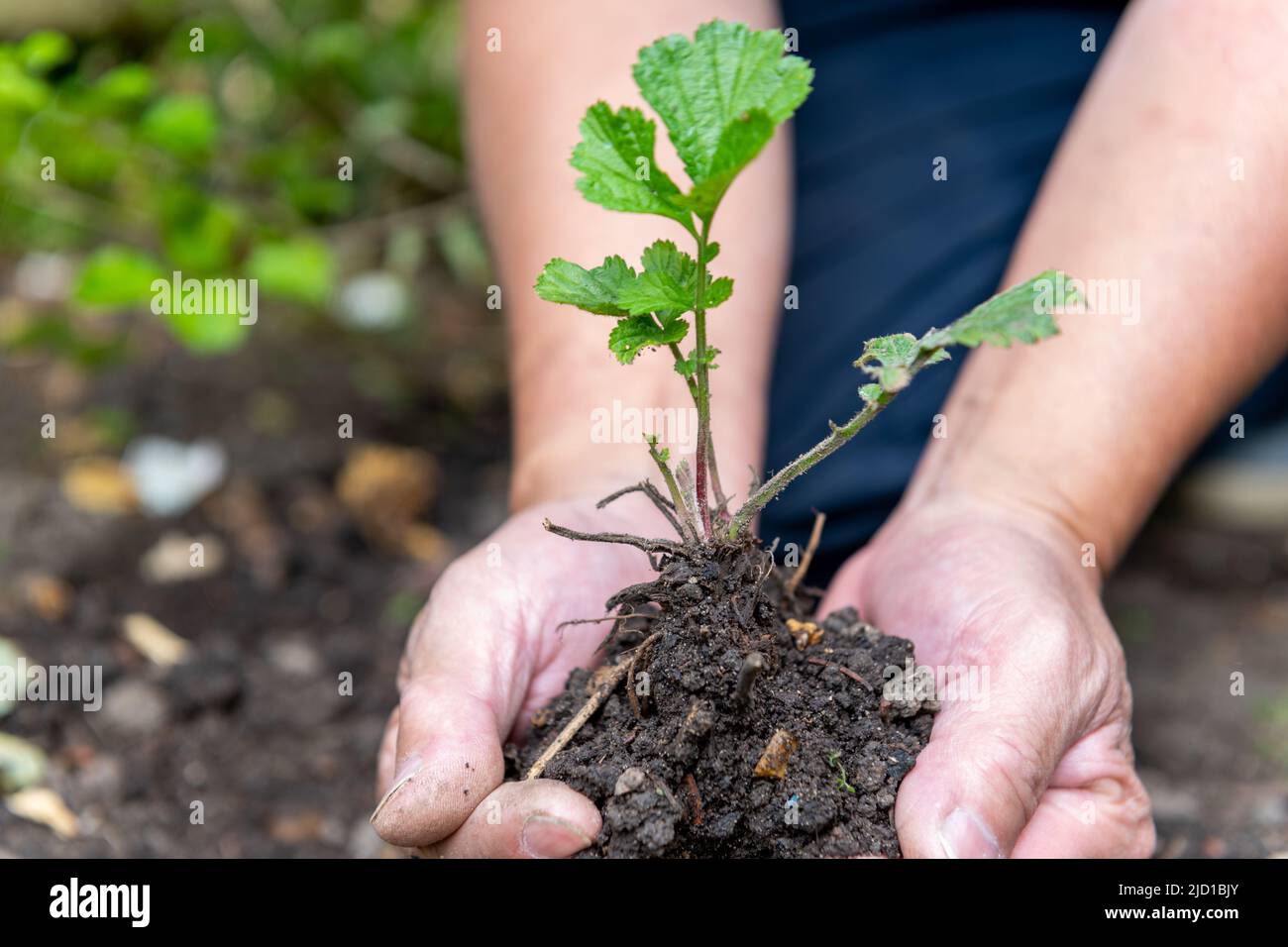 Ein Bauer, der den Boden mit einem Säling mit seinen Händen schützt und hält. Stockfoto