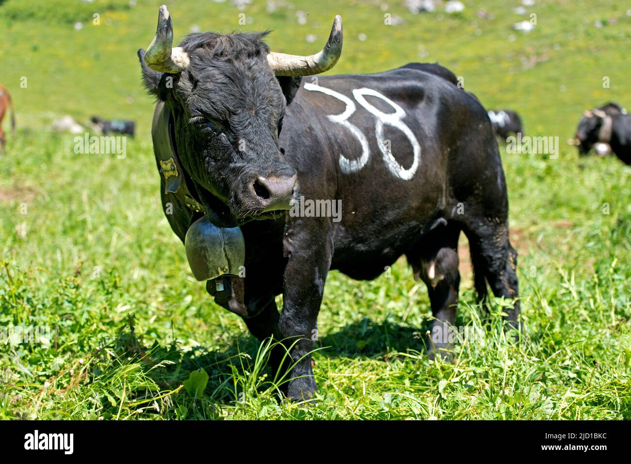 Kuh der Herens-Rinderrasse, auch Eringer-Kuh, bei einem Kuhkampf, Alp Odonne, Ovronnaz, Wallis, Schweiz Stockfoto
