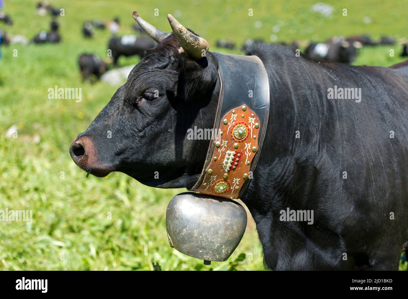 Porträt einer Kuh der Rasse Eringer mit Kuhglocke und einem Kragen mit dem Wappen des Kantons Wallis, Alp Odonne, Ovronnaz, Wallis Stockfoto