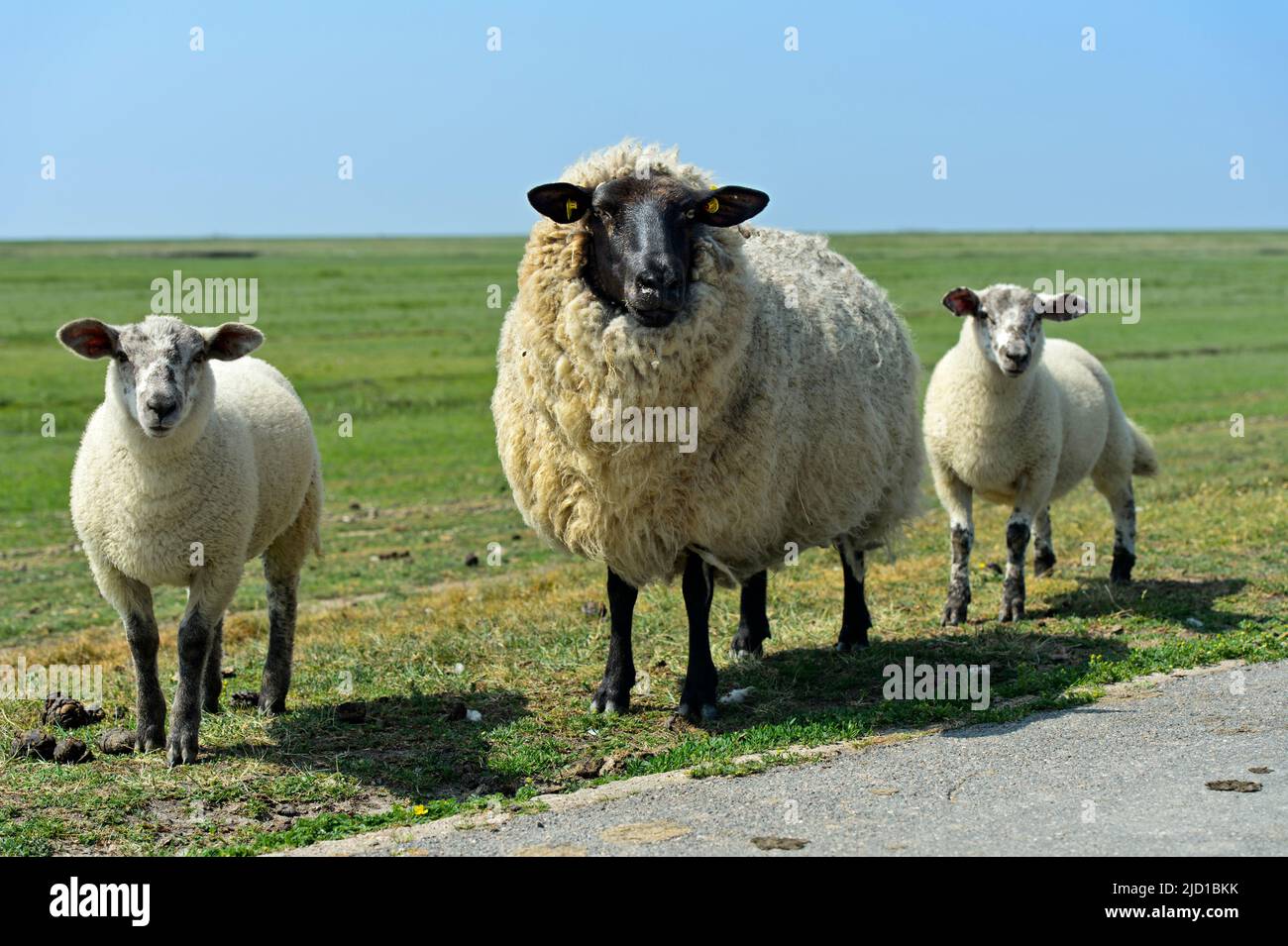 Suffolk-Schafe, Muttertier mit zwei Lämmern auf einer Sumpfweide in der Nähe von Westerhever, Nationalpark Schleswig-Holsteinisches Wattenmeer, Deutschland Stockfoto