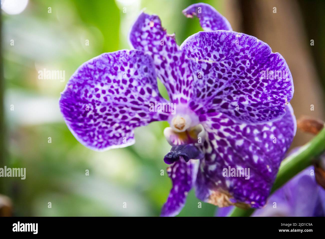 Orchideenblüte, lila Vanda Coerulea. Tropischer floraler Hintergrund Stockfoto